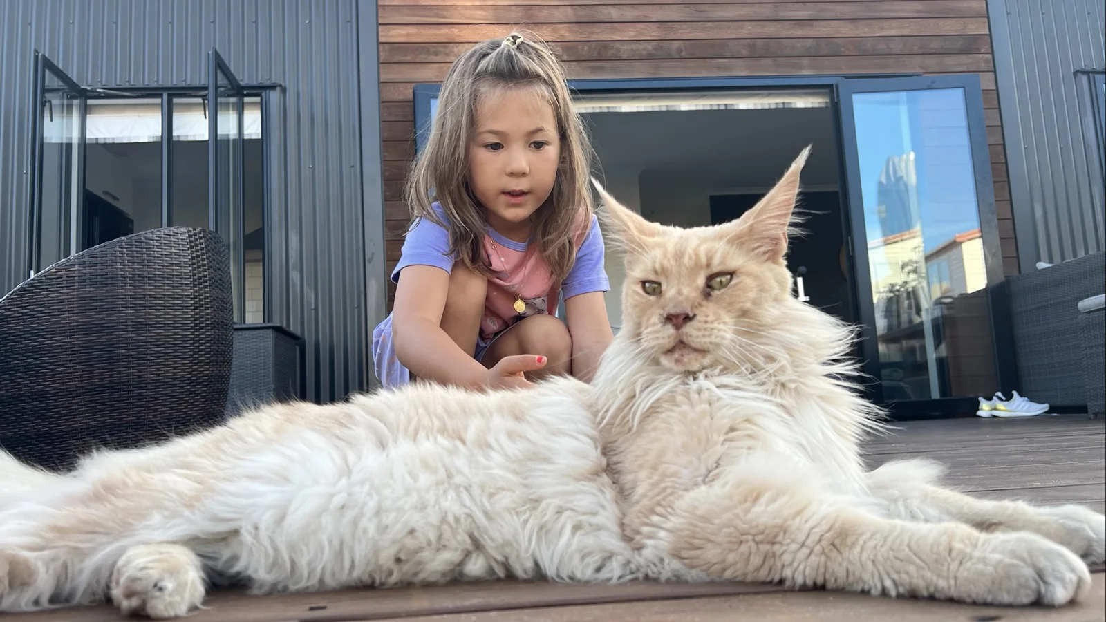 A young London crouched behind a huge cream Maine Coon lying on a deck